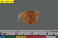 藏品(短指和尚蟹)的圖片